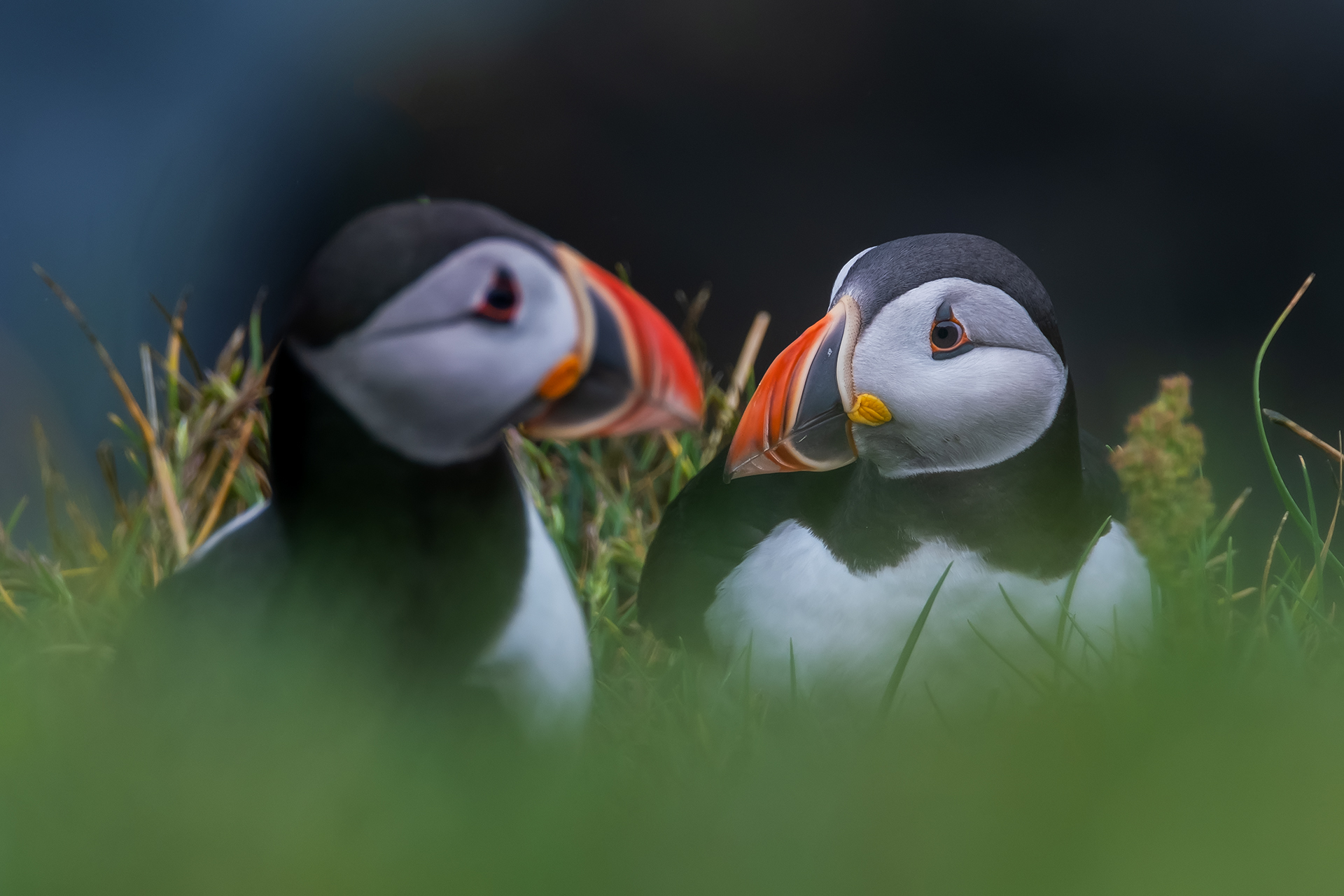 10 Facts About Puffins